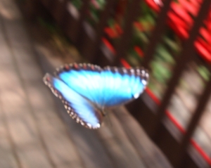 The Extremely Elusive Blue Morpho